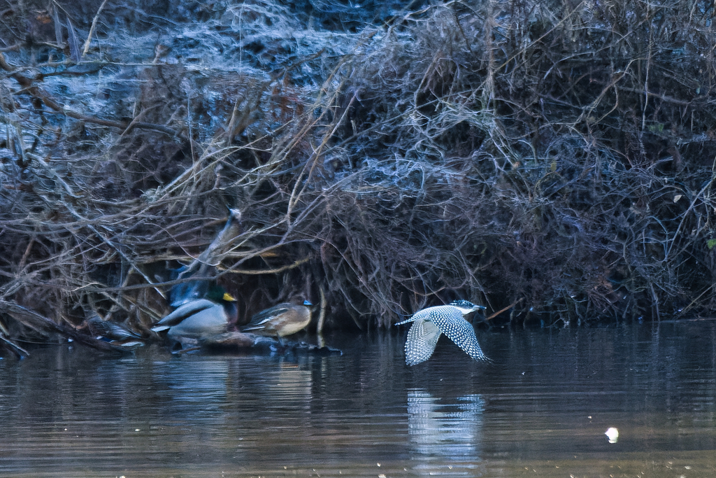 カモさん通過します