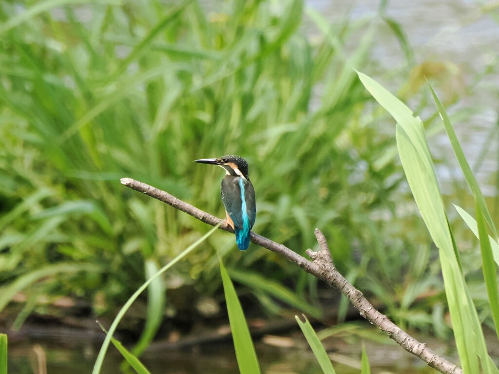カワセミの背中