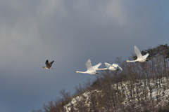 マガンのペースメーカー