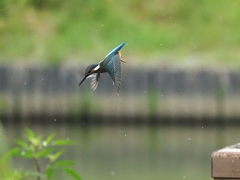 カワセミ5