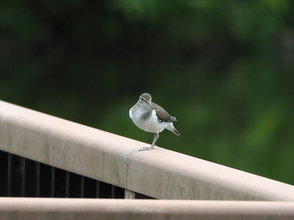 初めての出会い