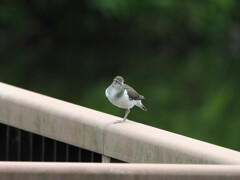 初めての出会い