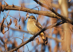 ジョビ男に追われたジョビ子か！