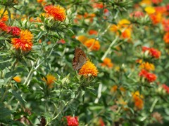 紅花に誘われ