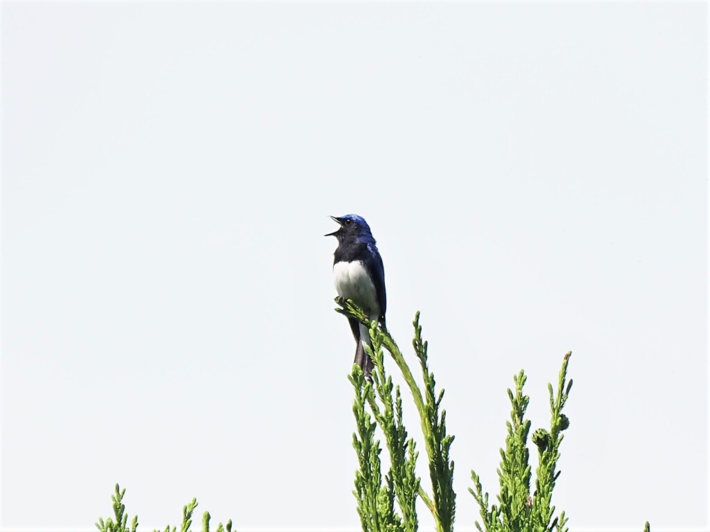 初めてのオオルリさん