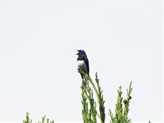 初めてのオオルリさん