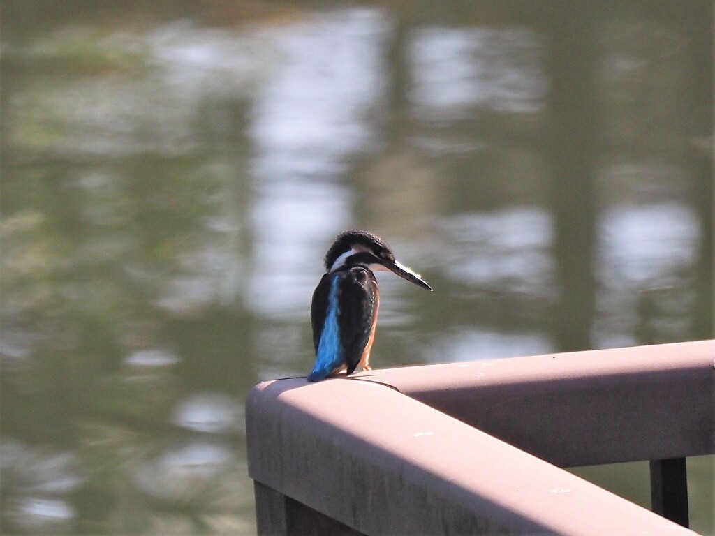 嘴が鋭い剣のように太陽に輝いてます