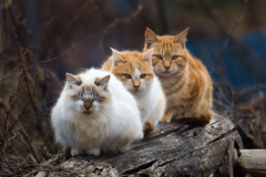 皆こっち向いて