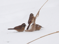 雪上の食事