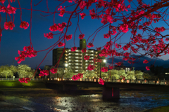 紅桜