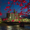 紅桜