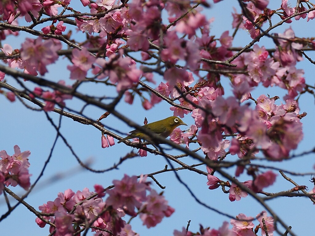 桜に似合いますね