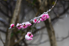 雪紅梅