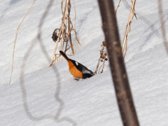 顔突っ込む(・・?