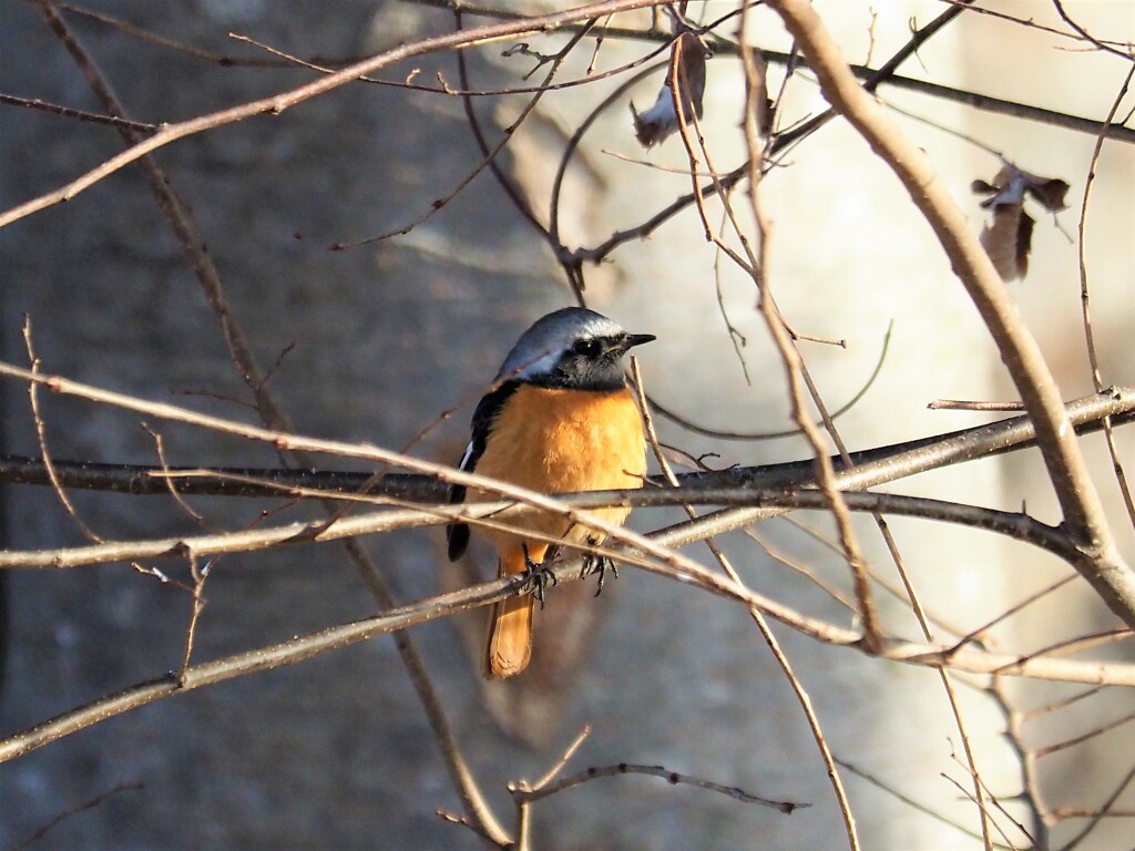 今日も居てくれました