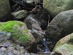 オオルリの雌さん水浴び