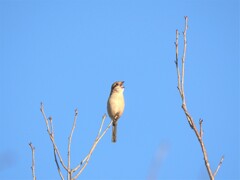 モズ君の高鳴き