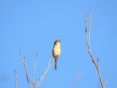 モズ君の高鳴き