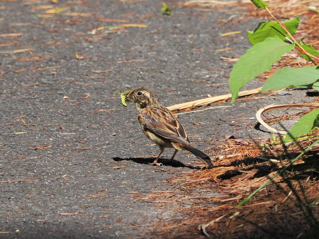 幼鳥さん大物ゲット