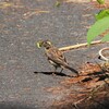 幼鳥さん大物ゲット