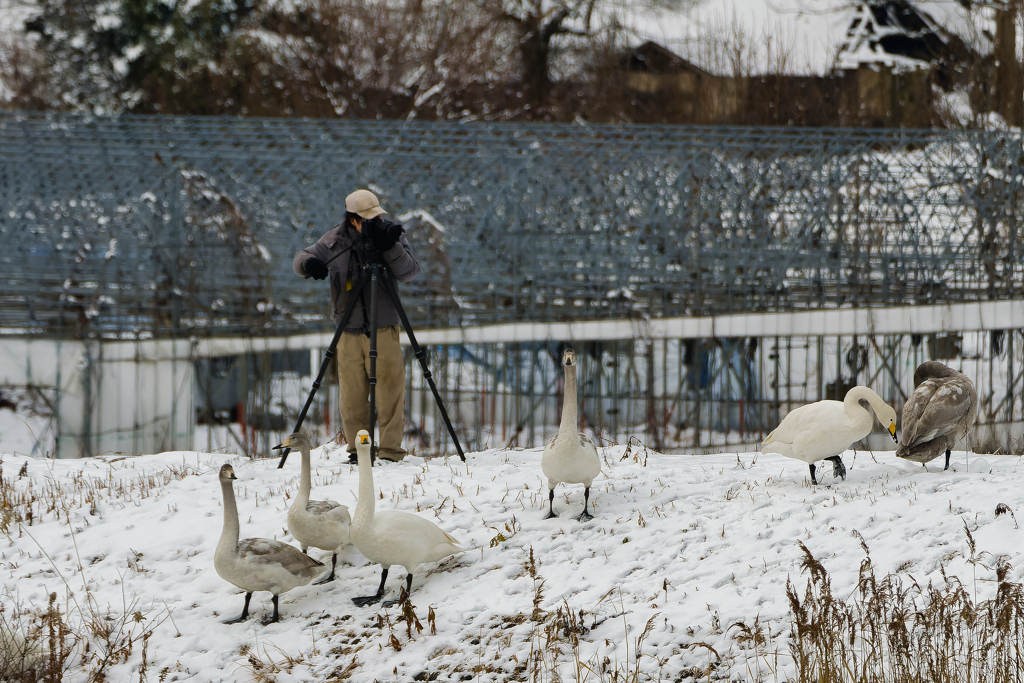 飛ばないハクチョウさん