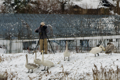 飛ばないハクチョウさん