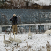 飛ばないハクチョウさん