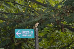 20分コース