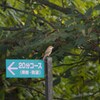 20分コース