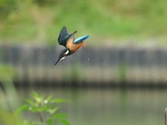 カワセミ6