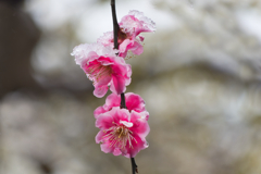 雪紅梅2