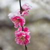 雪紅梅2