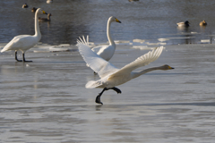 冬季オリンピック始まる