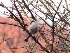 エナガ　ボール