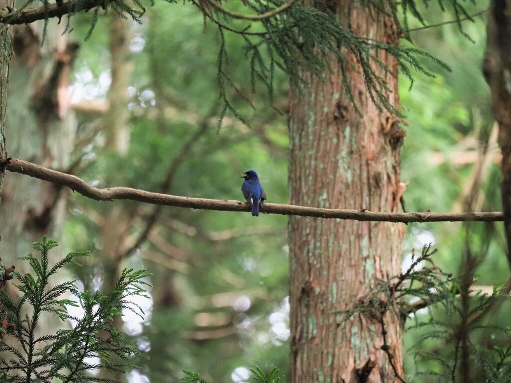 今朝のオオルリさん