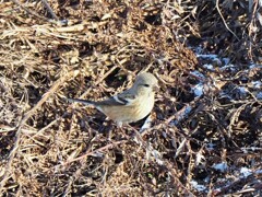 可愛い顔の小鳥さん