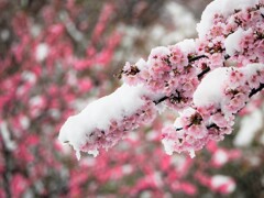 雪桜