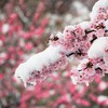 雪桜