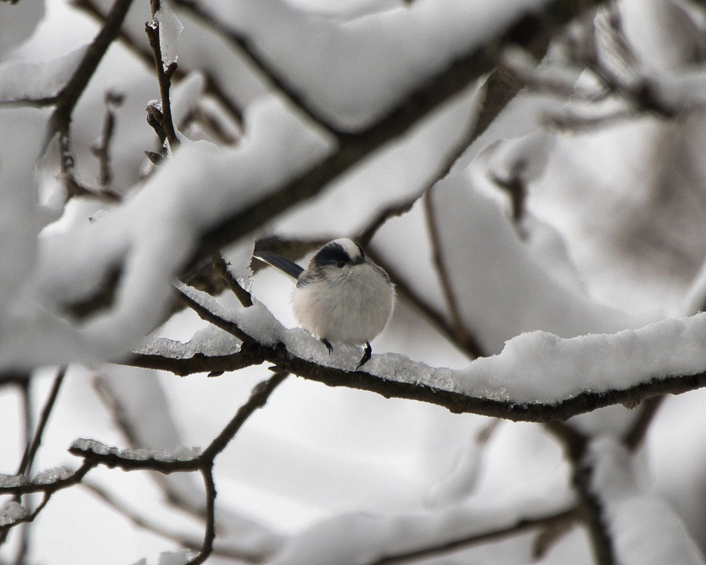 雪枝だいふく