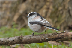 むむむ....エナガ