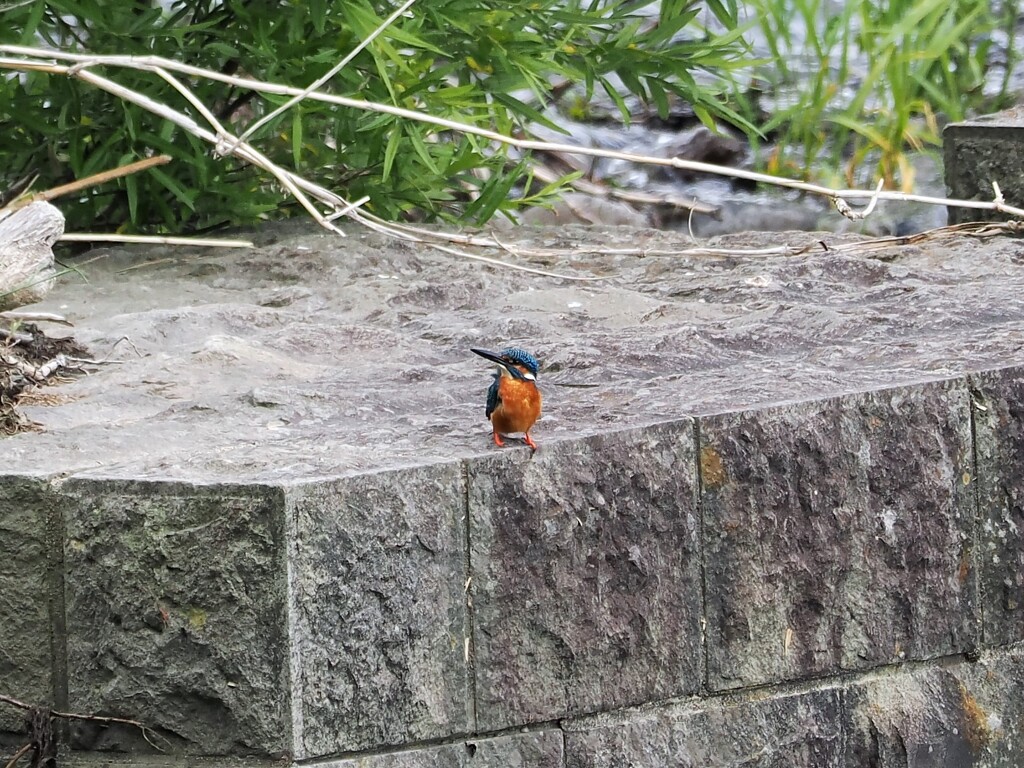 近くて遠いカワちゃん