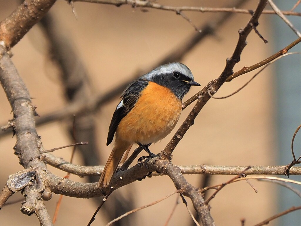 今春最後かな！