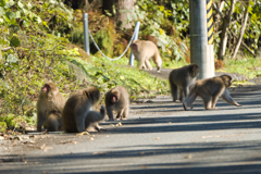 サル軍団に遭遇