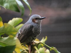 我が家のヒヨドリ君