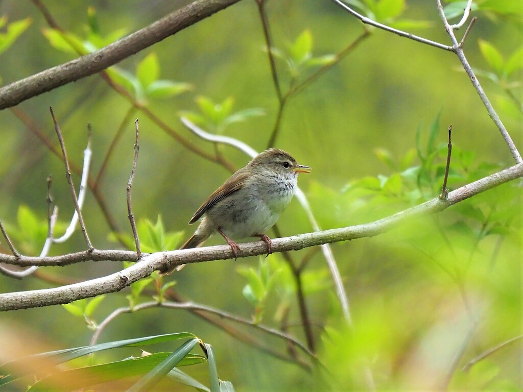 ウグイス鳴く(1)