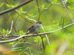 ウグイス鳴く(1)