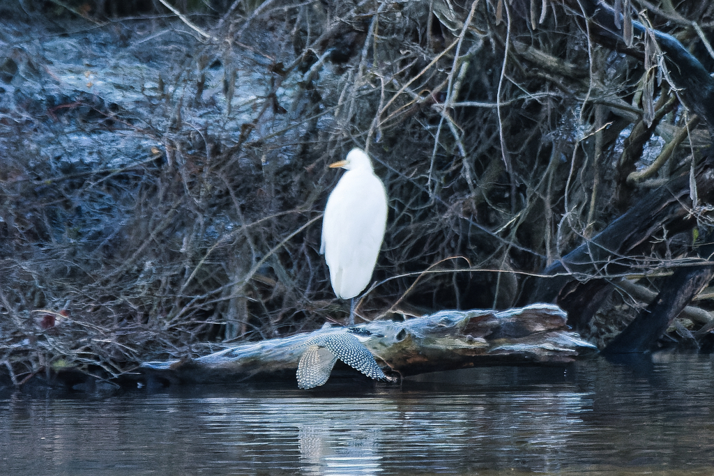 ダイサギさん通過します