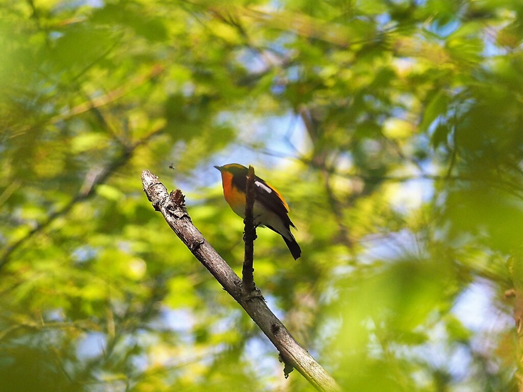 目の前に虫が！