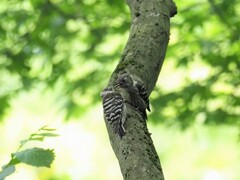 やんちゃ坊主