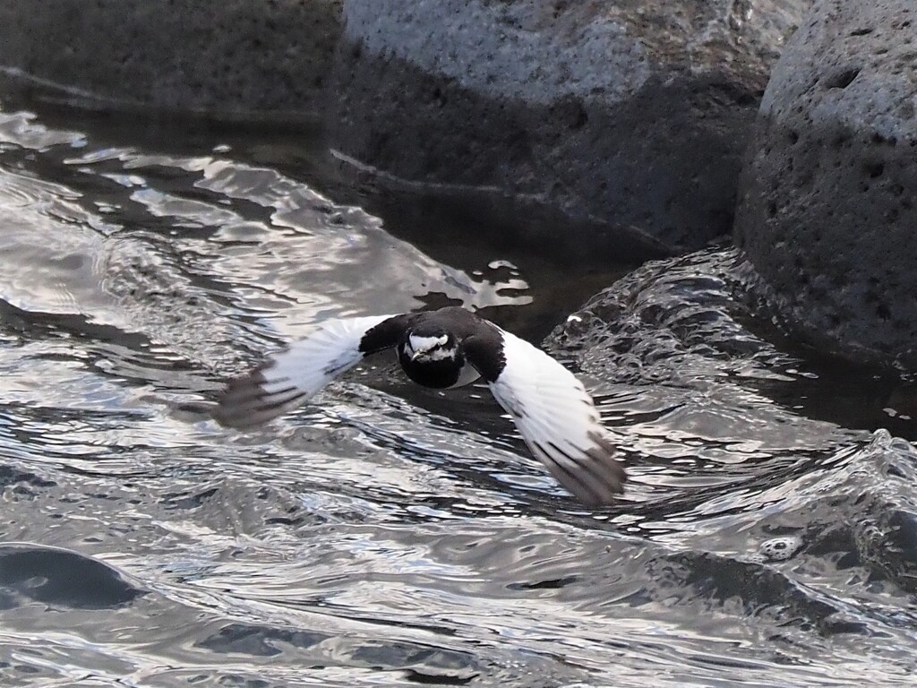水面近くを飛ぶ
